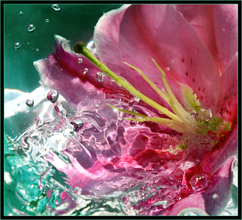 photo "The Sea lily...:)" tags: macro and close-up, abstract, 