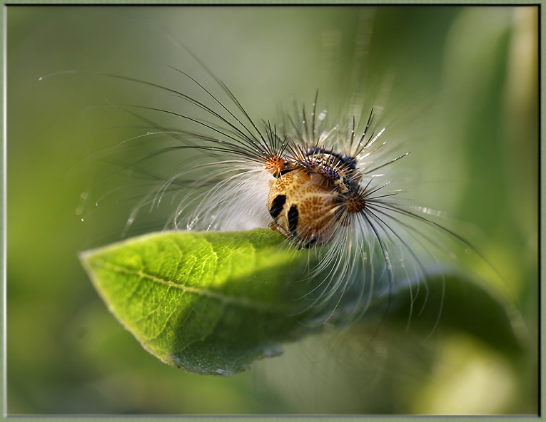 photo "I go to hairdresser :)" tags: macro and close-up, 