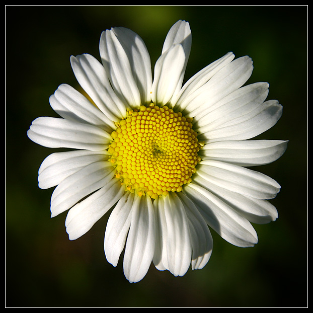 photo "Flower" tags: nature, 