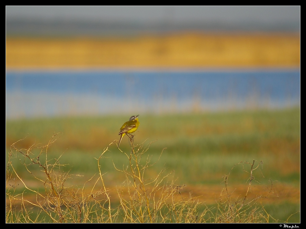 photo "***" tags: landscape, nature, water, wild animals