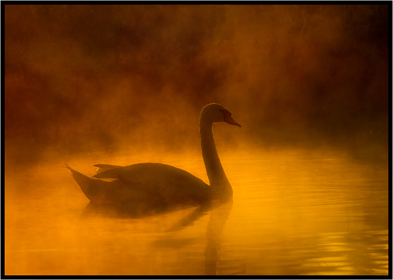 фото "Lonely swan" метки: природа, дикие животные