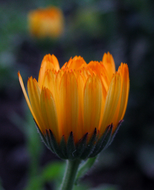photo "***" tags: nature, macro and close-up, flowers