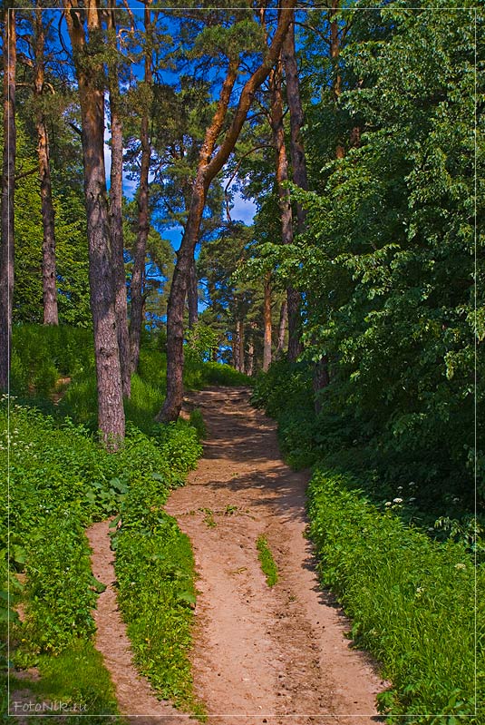 photo "To the coolness of the forect" tags: landscape, misc., summer