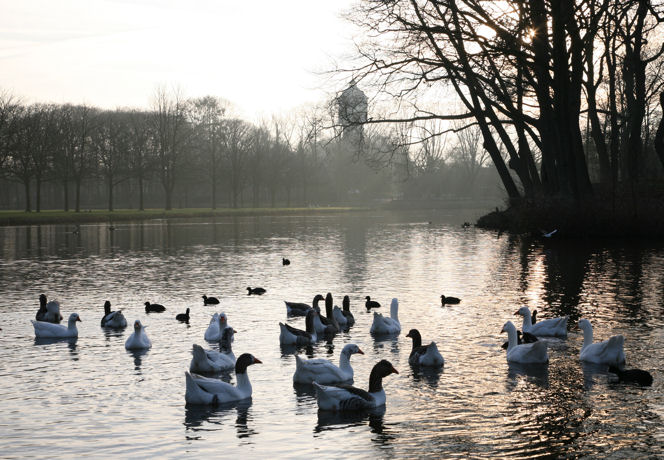 photo "Goose's tales" tags: landscape, water