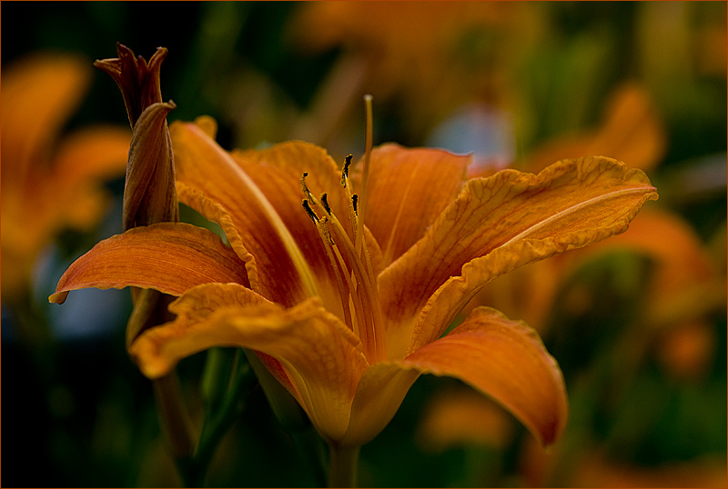 photo "Fiery" tags: nature, flowers