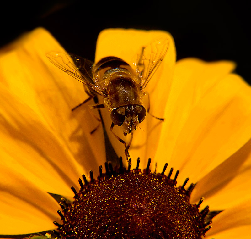 photo "***" tags: nature, macro and close-up, insect