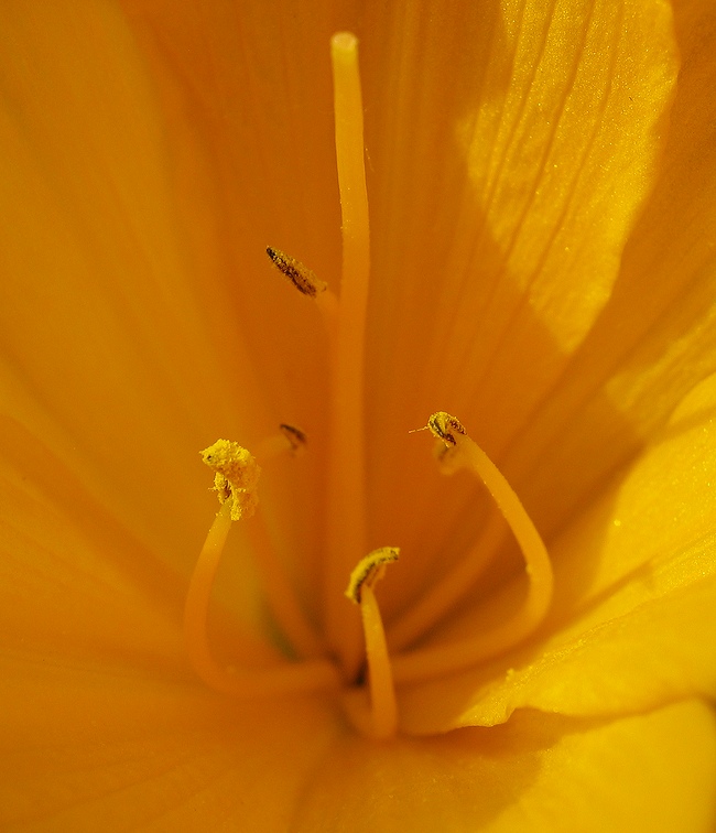 photo "***" tags: nature, macro and close-up, flowers