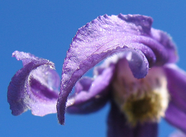 photo "***" tags: nature, macro and close-up, flowers