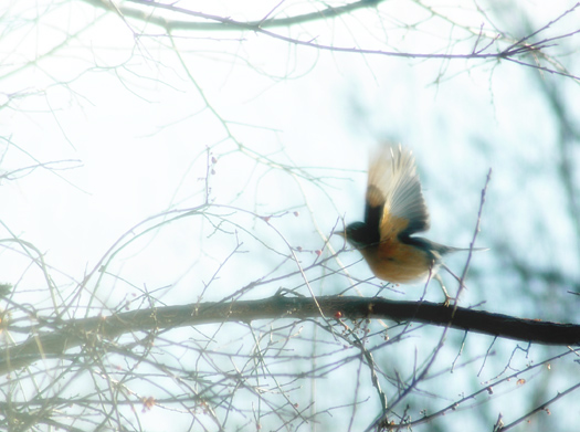 photo "Runway" tags: nature, wild animals