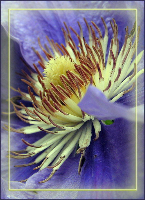 photo "***" tags: nature, macro and close-up, flowers