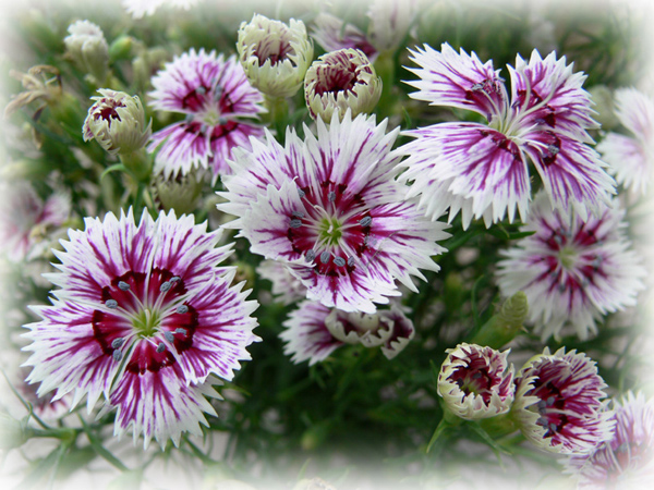 photo "firework" tags: nature, flowers