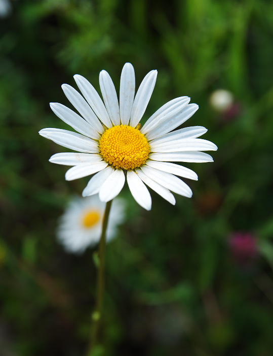 photo "***" tags: nature, flowers