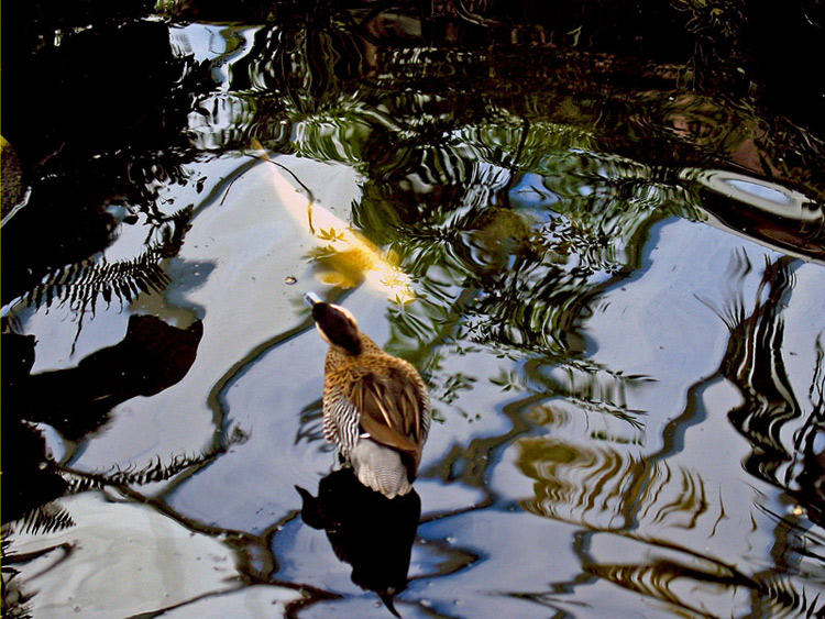 photo "Duck ia a fish pond" tags: travel, North America