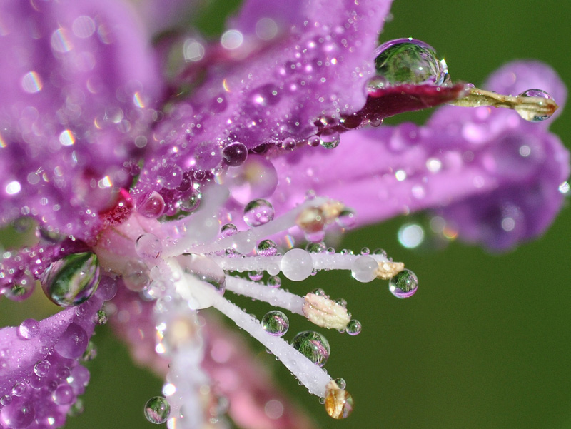 photo "***" tags: macro and close-up, nature, flowers