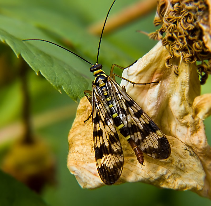 photo "***" tags: nature, macro and close-up, insect