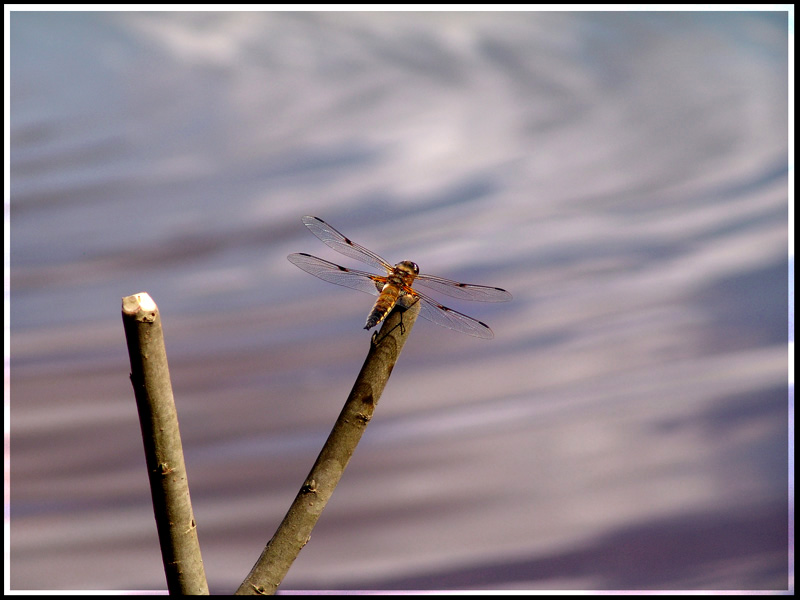 photo "***" tags: genre, 