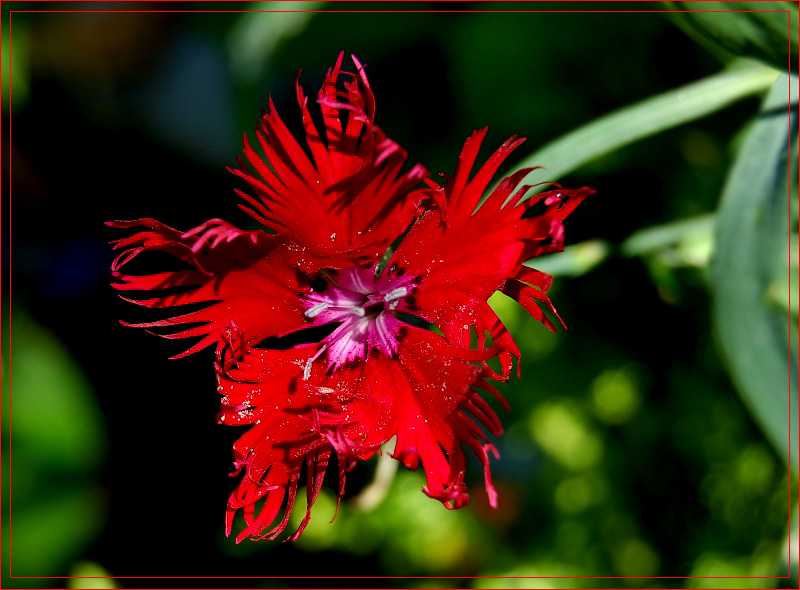 photo "***" tags: nature, flowers