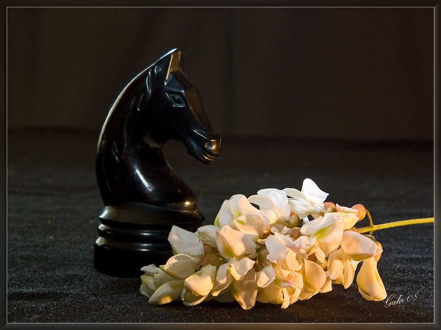 photo "Black horse and white acacia" tags: still life, misc., 