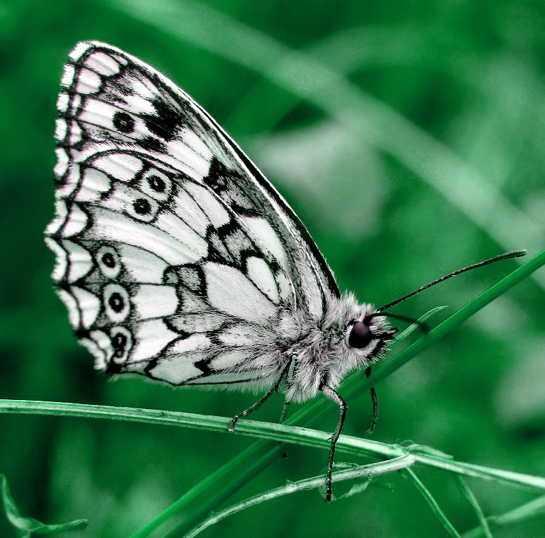 photo "the butterfly" tags: macro and close-up, 