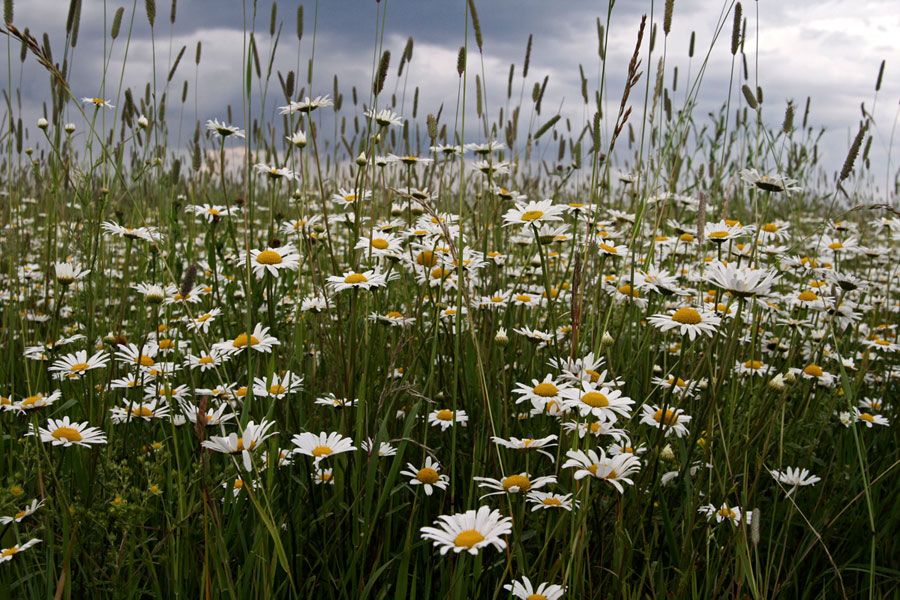 photo "***" tags: landscape, summer