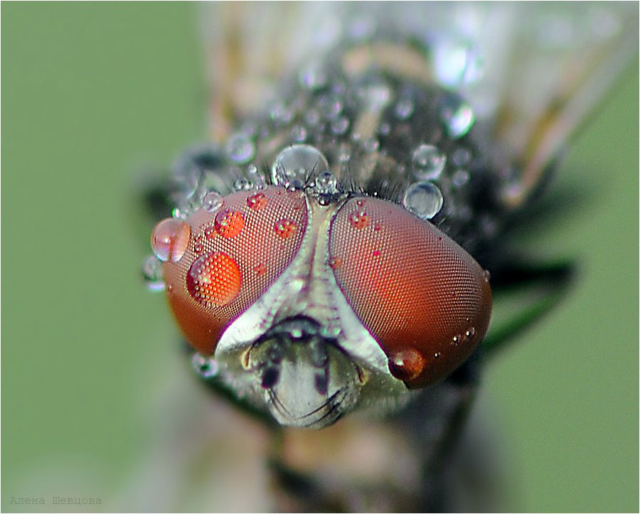 photo "***" tags: macro and close-up, nature, insect