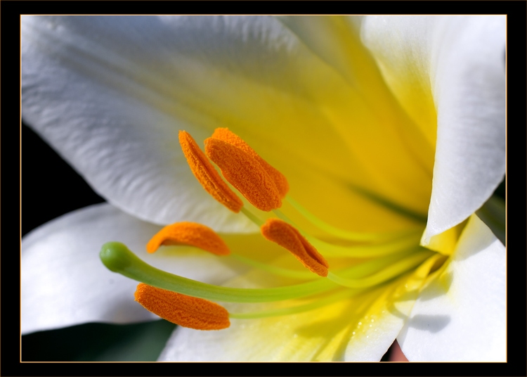 photo "***" tags: nature, macro and close-up, flowers