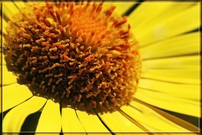 фото "Мелкие детали" метки: природа, макро и крупный план, цветы