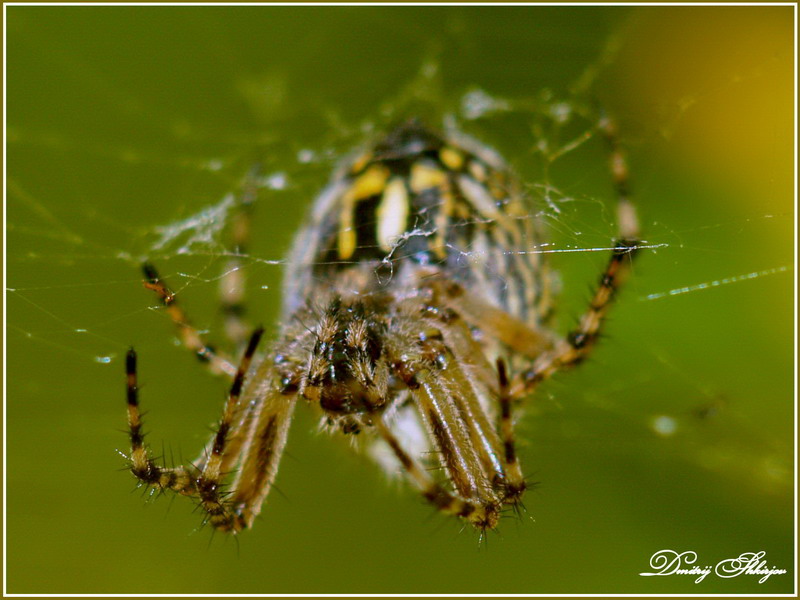 photo "***" tags: nature, macro and close-up, insect