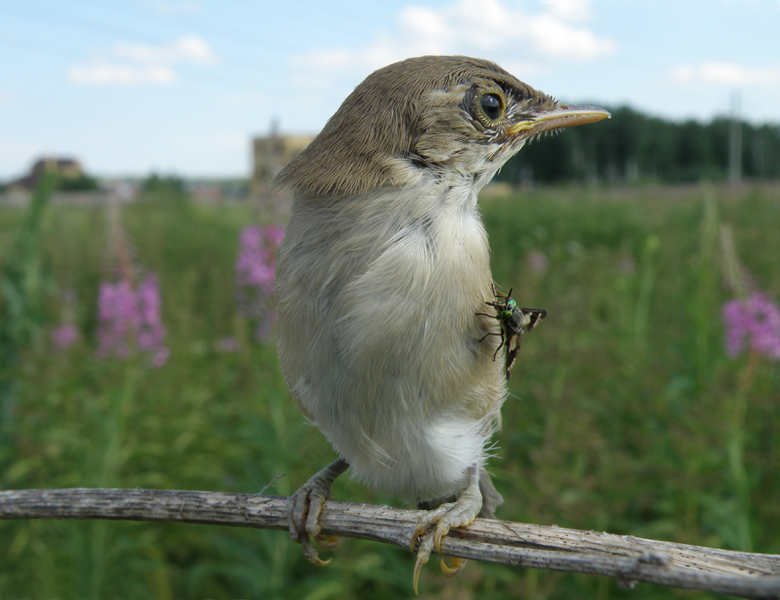 photo "Chick  with brooch" tags: nature, wild animals