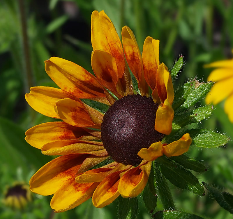 photo "***" tags: nature, macro and close-up, flowers