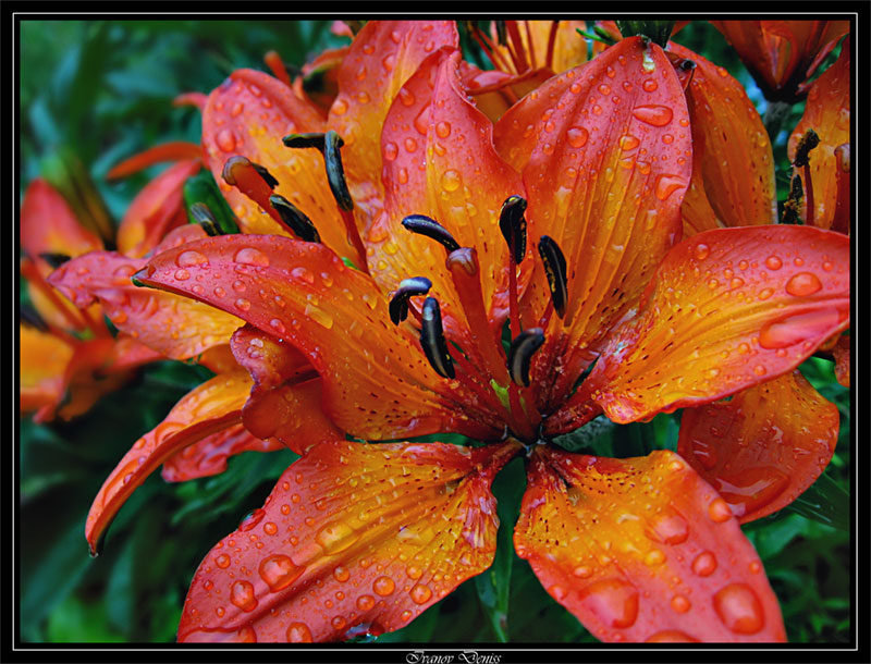 photo "After a rain" tags: nature, macro and close-up, flowers
