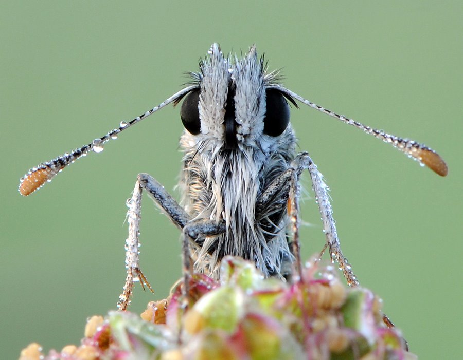 photo "***" tags: nature, insect