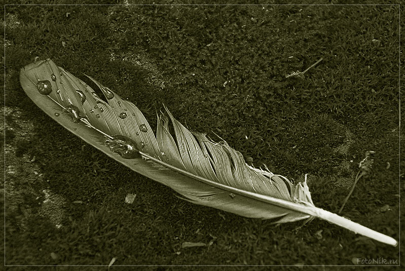 photo "Plume" tags: fragment, misc., 