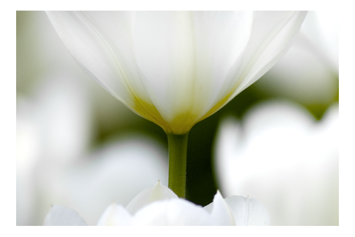 photo "TULIP..." tags: macro and close-up, nature, flowers