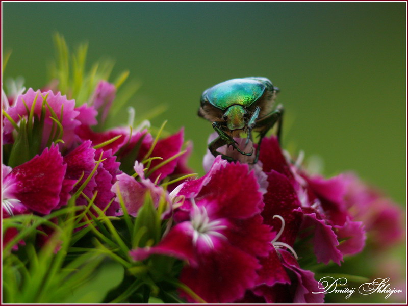 photo "***" tags: nature, flowers, insect