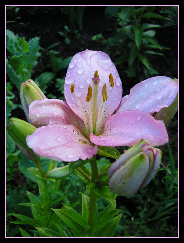 photo "***" tags: nature, flowers