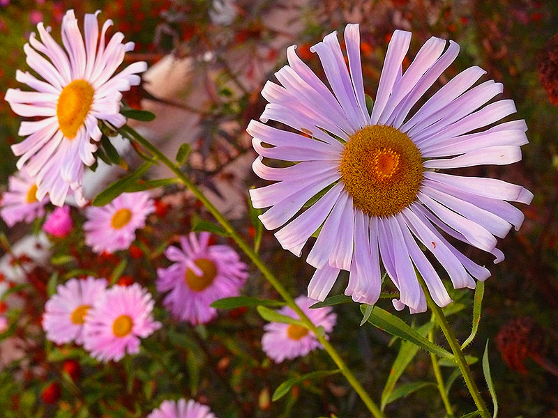 photo "***" tags: nature, flowers