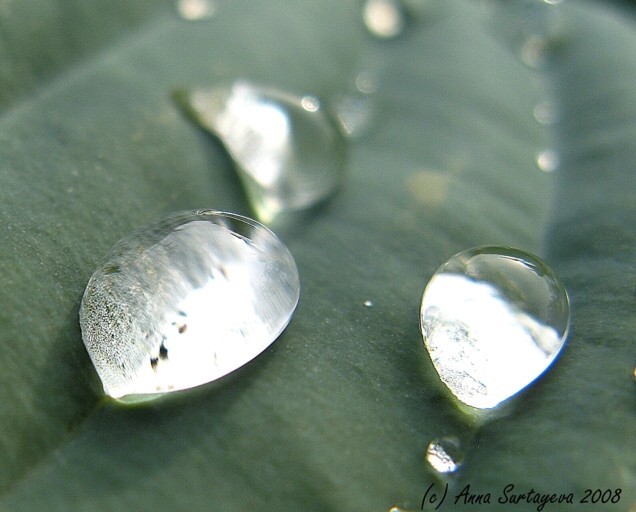 photo "Drops" tags: macro and close-up, nature, flowers