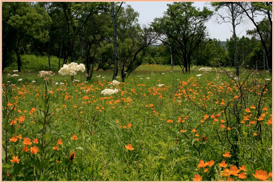 photo "***" tags: landscape, nature, flowers, summer