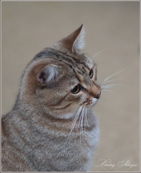 photo "Baleen-striped" tags: nature, pets/farm animals