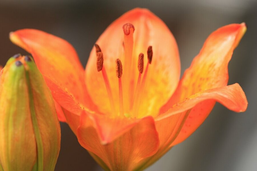 фото "Orange lily: before and after" метки: природа, макро и крупный план, цветы