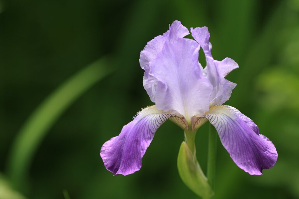 photo "Iris" tags: nature, macro and close-up, flowers