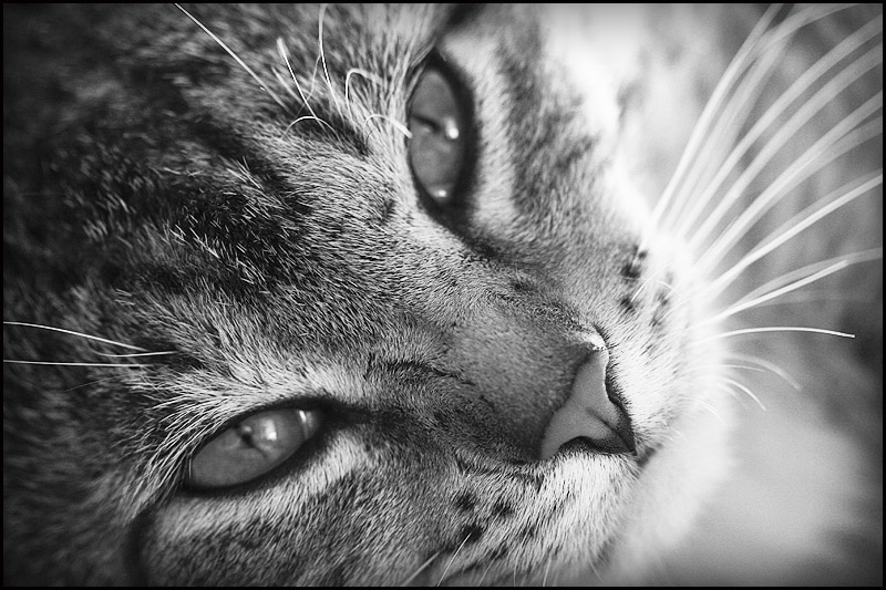photo "Tiger" tags: nature, black&white, pets/farm animals