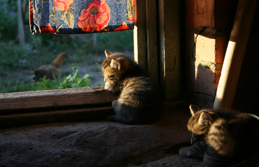 фото "На солнышке" метки: природа, домашние животные