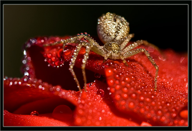 photo "***" tags: macro and close-up, 