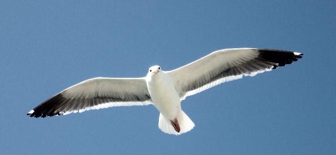 photo "Атаман" tags: nature, wild animals