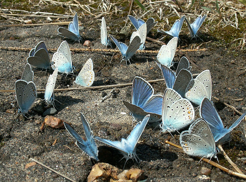 фото "Голубянки" метки: природа, макро и крупный план, насекомое