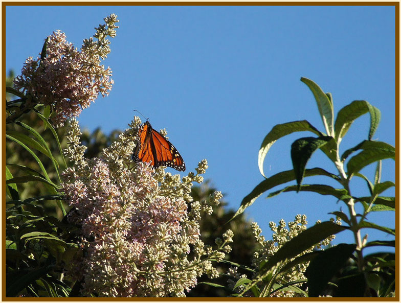 photo "***" tags: nature, insect