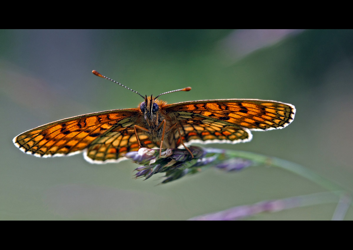 photo "Buttefly in Czech" tags: nature, insect