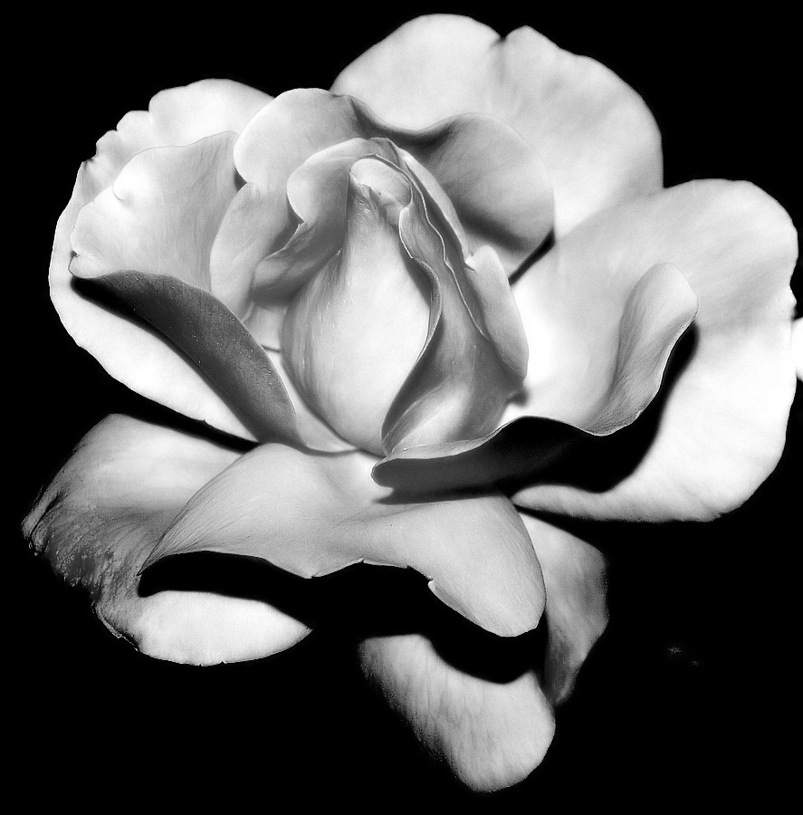 photo "Light... Shadows.... and a Rose..." tags: nature, flowers